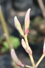 Acer pseudoplatanus 'Brilliantissimum'